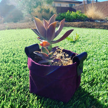 Cranberry Waxed Canvas Mezzo "Kiki Pot" Planter Basket