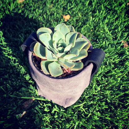 Waxed Canvas Mini "Kiki Pot" Violet Planter