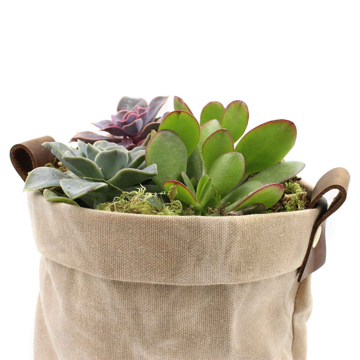 Waxed Canvas "Kiki Pot" Khaki Planter Basket